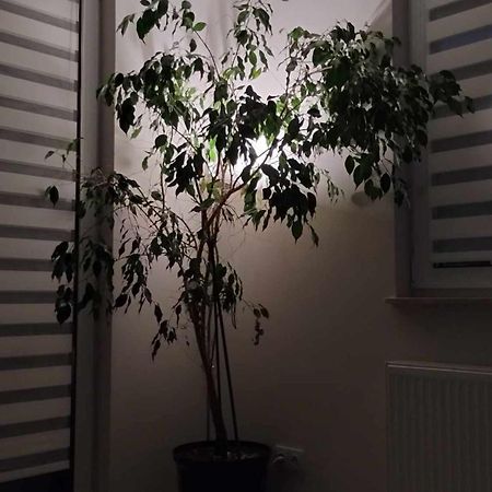 Apartament Zielone Zamienie Kültér fotó