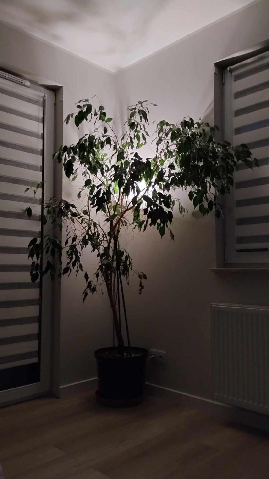 Apartament Zielone Zamienie Kültér fotó